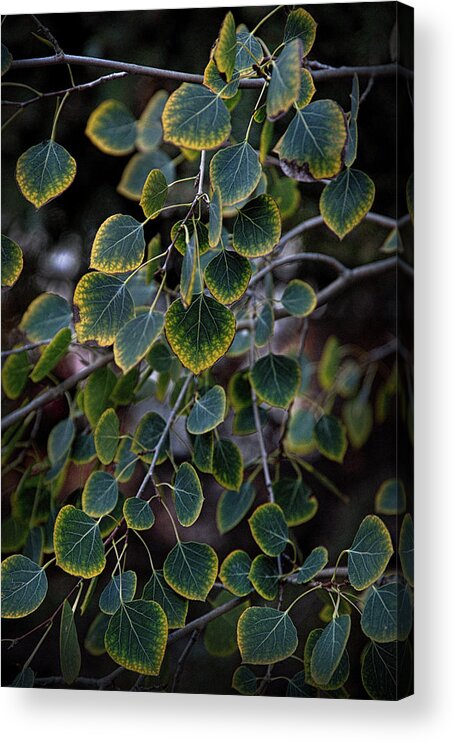 Aspen Acrylic Print featuring the photograph Times, they are a changin' by Ron Weathers