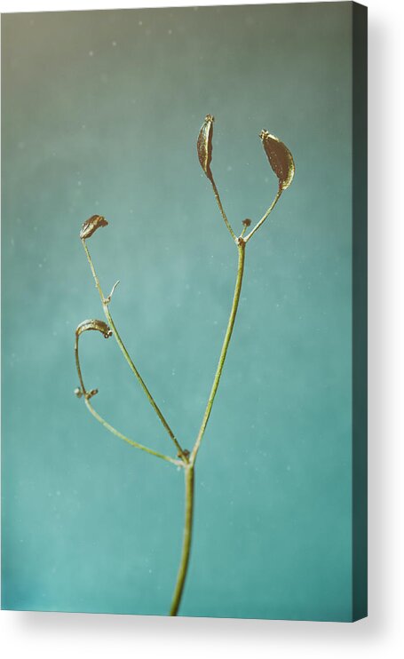 Dill Acrylic Print featuring the photograph Tiny Seed Pod by Scott Norris