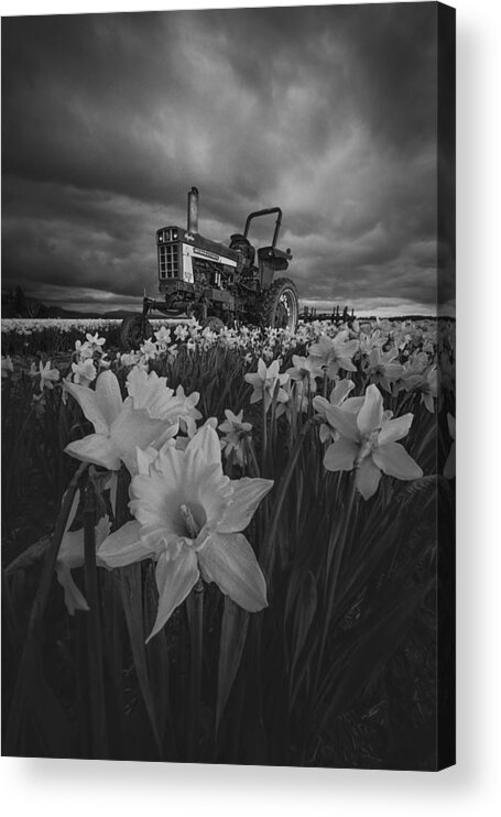 Tractor Acrylic Print featuring the photograph Tractor In Daffodils by Lydia Jacobs