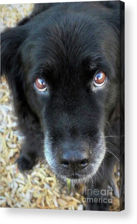 Dog Acrylic Print featuring the photograph Treat Please by Amy Dundon