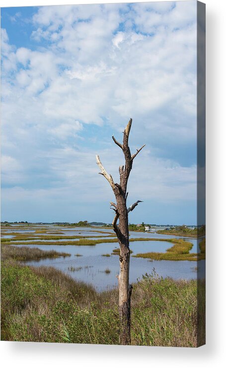 Alone Acrylic Print featuring the photograph Tree, Alone by Liz Albro