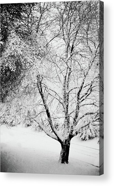 Tranquility Acrylic Print featuring the photograph Tree During Snow Storm by Marianne Macgregor