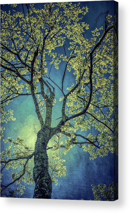 Nature Acrylic Print featuring the photograph Tree Tops 0945 by Donald Brown