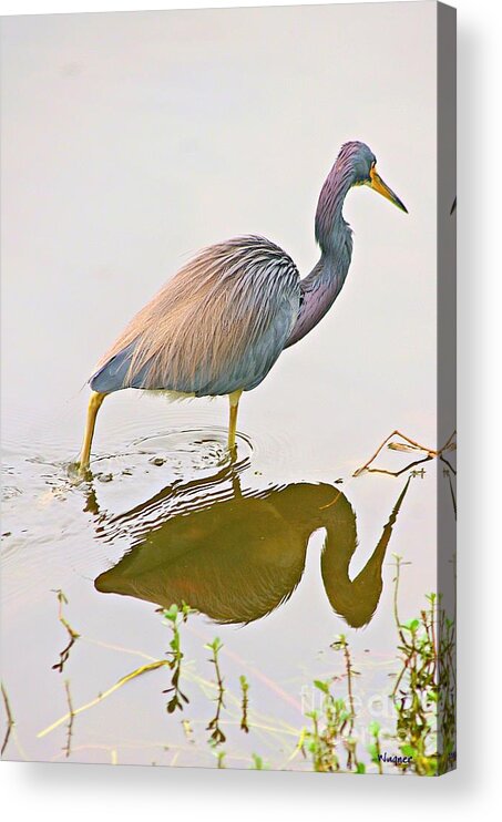 Tricolor Heron Acrylic Print featuring the photograph Tri-color Heron by Hilda Wagner