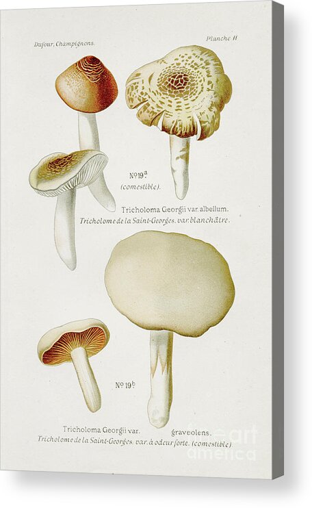 Engraving Acrylic Print featuring the digital art Tricholoma Mushroom 1891 by Thepalmer