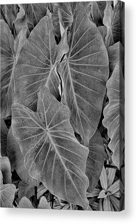 Tropical Acrylic Print featuring the photograph Tropical Plantation Maui Study 18 by Robert Meyers-Lussier