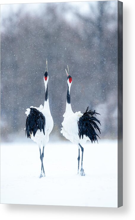 Bird Acrylic Print featuring the photograph Tsuru (crane), Pair by Katsu Uota
