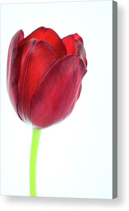 White Background Acrylic Print featuring the photograph Tulip Exterior by Brad Rickerby