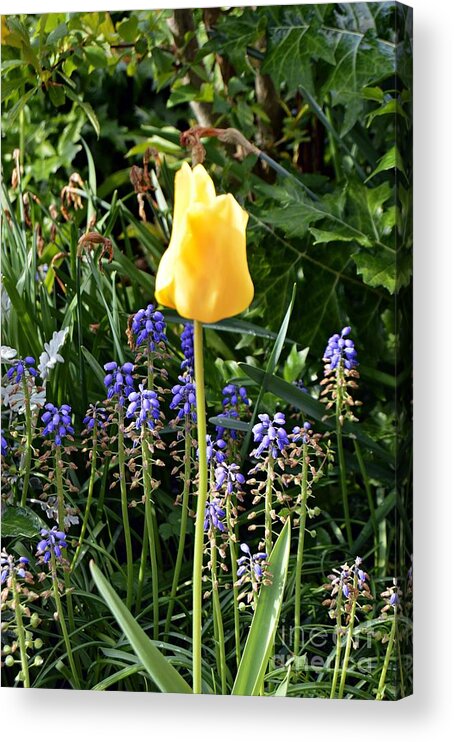 Flower Acrylic Print featuring the photograph Tulip by Thomas Schroeder