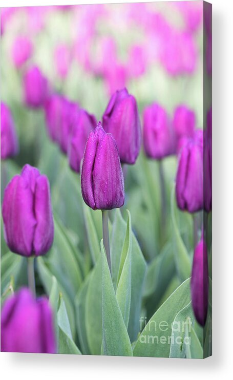 Tulip Purple Prince Acrylic Print featuring the photograph Tulipa Purple Prince by Tim Gainey