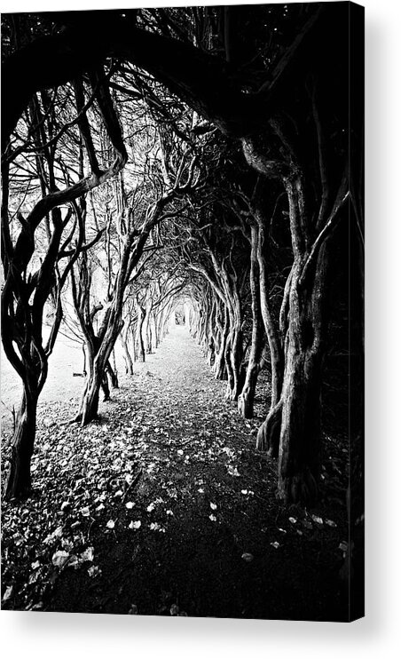 Tranquility Acrylic Print featuring the photograph Tunnel Of Trees by Michelle Mcmahon