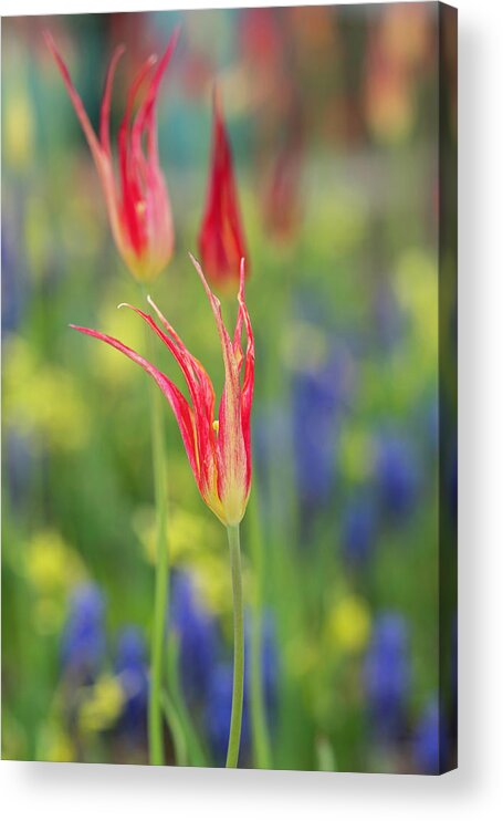 Colorful Acrylic Print featuring the photograph Turkish Tulips by Arthur Oleary