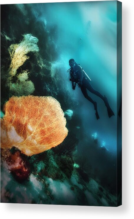 Underwater Acrylic Print featuring the photograph Underwater Beauty by Johannes Oei