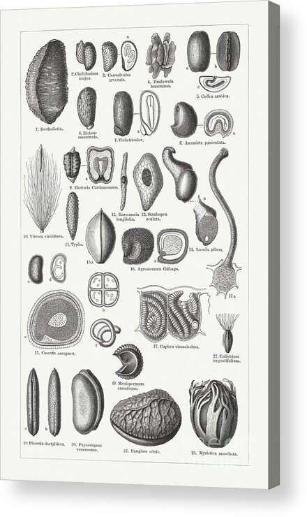 Nut Acrylic Print featuring the digital art Various Forms Of Plant Seeds, Wood by Zu 09