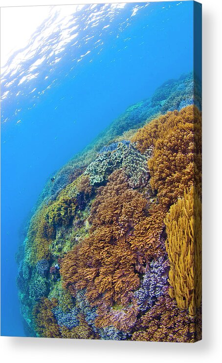 Underwater Acrylic Print featuring the photograph Very Beautiful Soft Corals by Shin Okamoto
