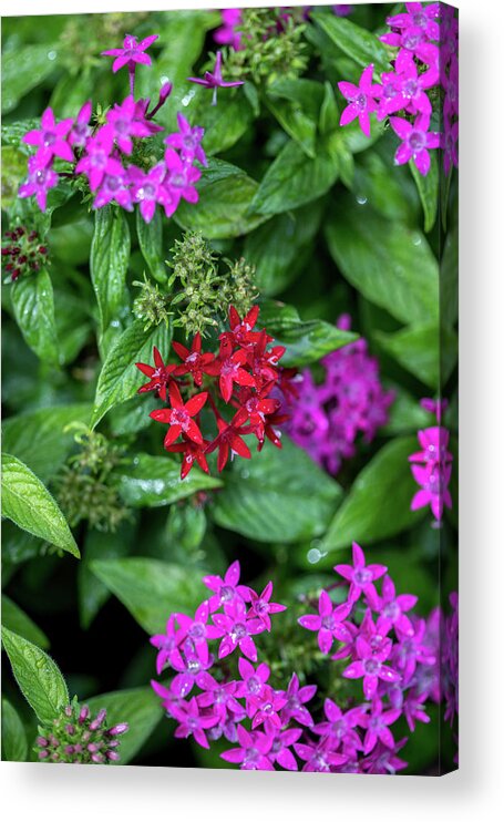 Pretty Flower Acrylic Print featuring the photograph Vibrant Petals by Az Jackson