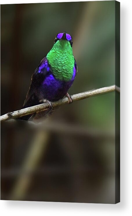 Birds Acrylic Print featuring the photograph Violet-crowned Woodnymph by Alan Lenk