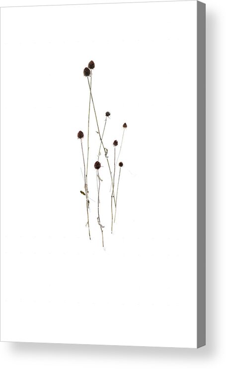 Snow Acrylic Print featuring the photograph Waiting for Spring by Barry Wills