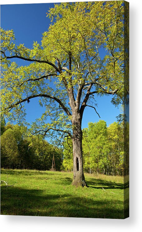 Hardwood Tree Acrylic Print featuring the photograph Walnut Tree by Mountainberryphoto
