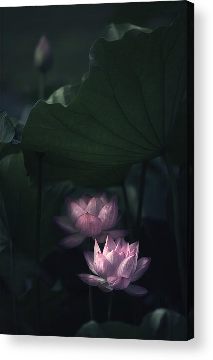 Water Acrylic Print featuring the photograph Water Lily by Catherine W.