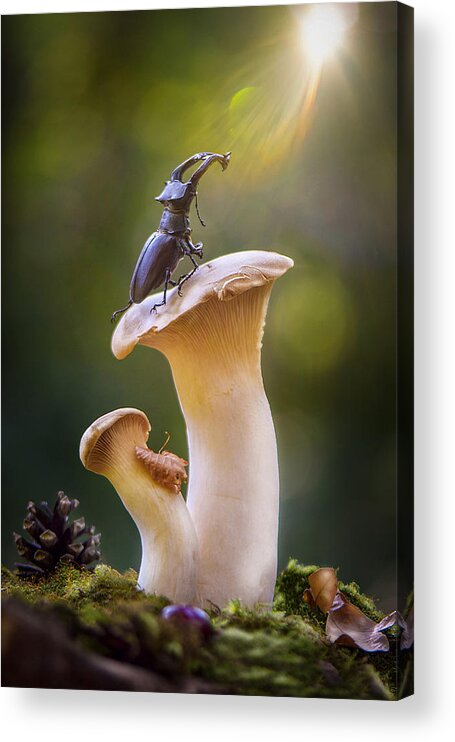 Insect Acrylic Print featuring the photograph \'way To The Light " by Victoria Bykanova