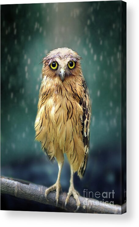 Animal Themes Acrylic Print featuring the photograph Wet Owl by Sham Jolimie