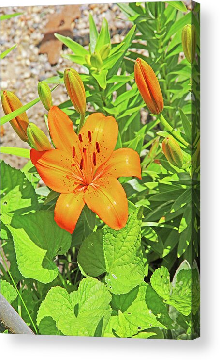  Up Tiger Lilly Orange Pods Stamen Green Leaf And Gravel Background Acrylic Print featuring the photograph What's Up Tiger Lilly orange pods stamen green leaf and gravel background 2 6272019 5852. by David Frederick