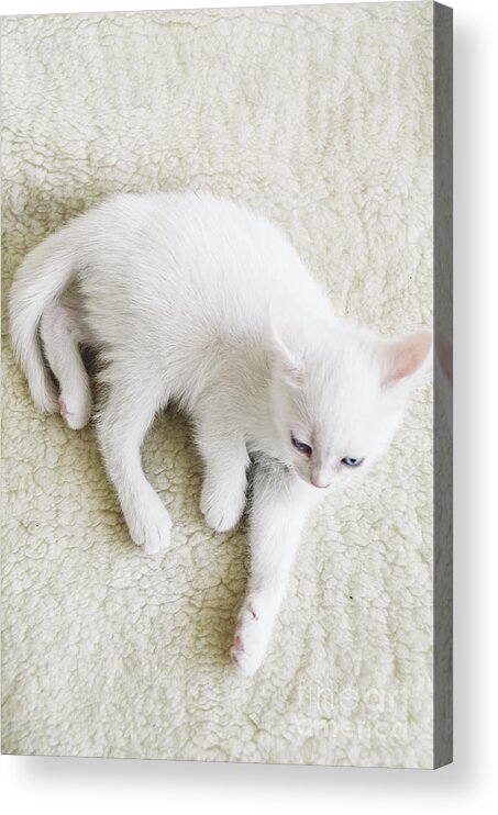 White Acrylic Print featuring the photograph White Cat by Jelena Jovanovic