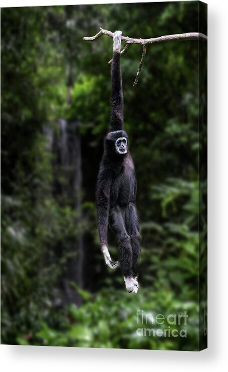Lar Gibbon Acrylic Print featuring the photograph White-handed Gibbon by Arterra Picture Library