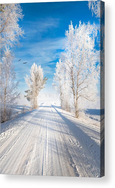 Snow Acrylic Print featuring the photograph White Morning by Philippe Sainte-Laudy