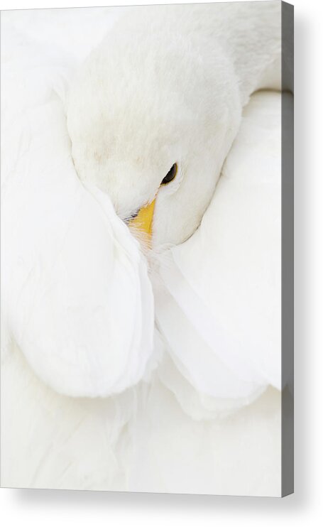 Hokkaido Acrylic Print featuring the photograph Whooper Swan Wrapped In Wing by Pixelchrome Inc