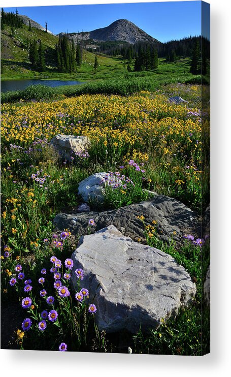 Snowy Range Mountains Acrylic Print featuring the photograph Wildflowers Bloom in Snowy Range by Ray Mathis
