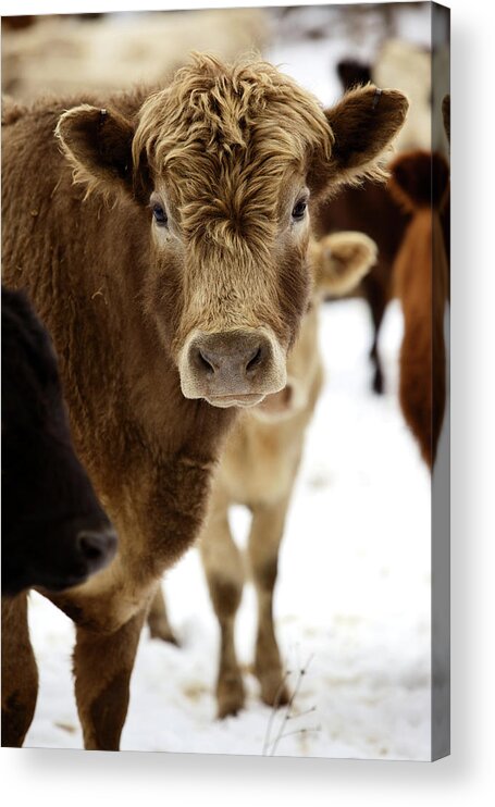 Melting Acrylic Print featuring the photograph Winter Livestock Cattle Series by Eyecrave