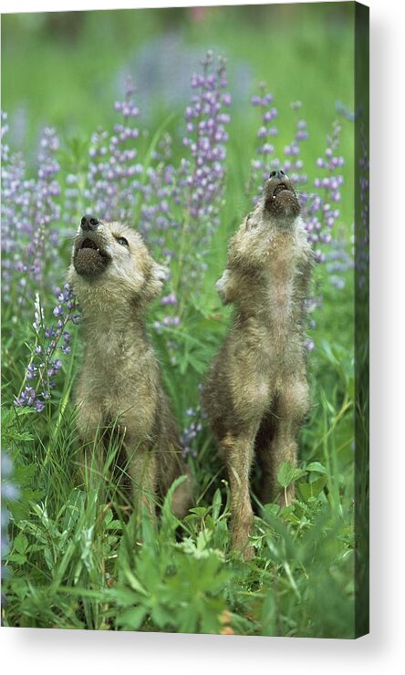 Scenics Acrylic Print featuring the photograph Wolf Puppies Howling In Meadow by Design Pics / David Ponton