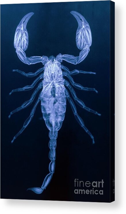 Palamnaeus Fulvipes Acrylic Print featuring the photograph X-ray Of The Scorpion by D. Roberts/science Photo Library