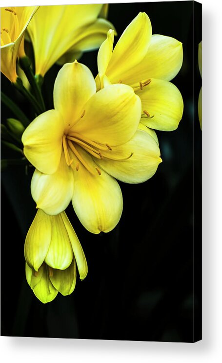 Macro Acrylic Print featuring the photograph Yellow Clivia by Ginger Stein