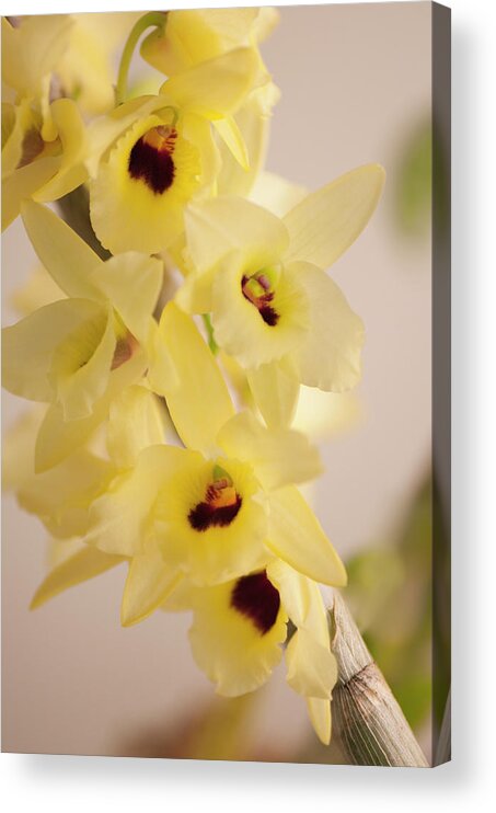 Rockville Acrylic Print featuring the photograph Yellow Dendrobium Nobile In Full Bloom by Maria Mosolova