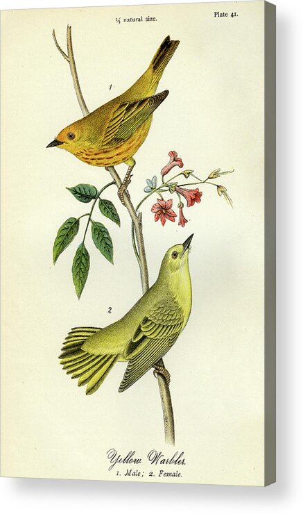 Bird Acrylic Print featuring the mixed media Yellow Warbler by Unknown