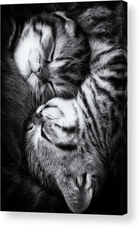 Cat Acrylic Print featuring the photograph Yin And Yang by Andrea Jancova
