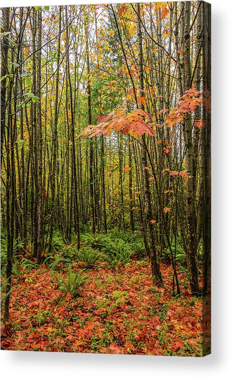 Landscapes Acrylic Print featuring the photograph Young Maples by Claude Dalley
