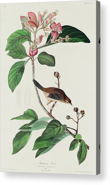 Audubon Birds Acrylic Print featuring the drawing Bachman's Finch #1 by John James Audubon