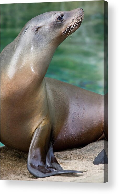 California Sea Lion Acrylic Print featuring the photograph California Sea Lion #1 by Meghan Murphy