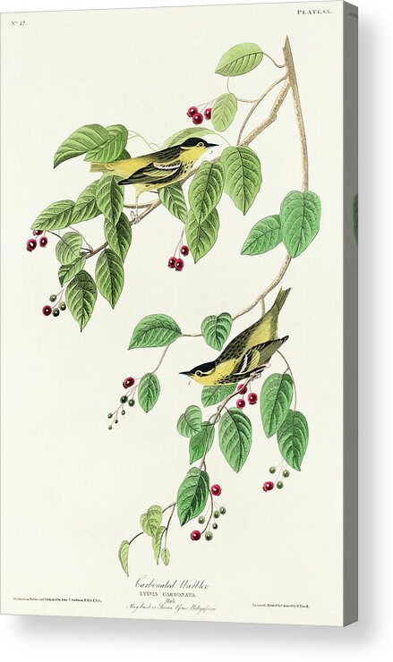 Audubon Birds Acrylic Print featuring the drawing Carbonated Warbler #1 by John James Audubon