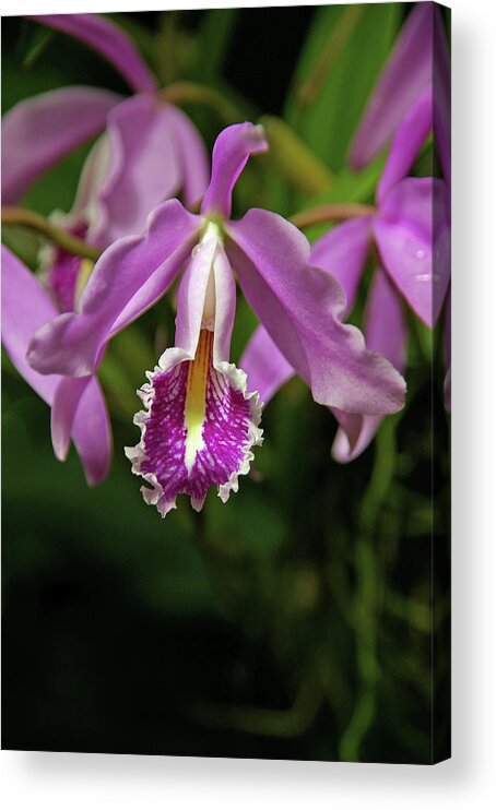  Acrylic Print featuring the photograph Cattleya #1 by H S Reynolds