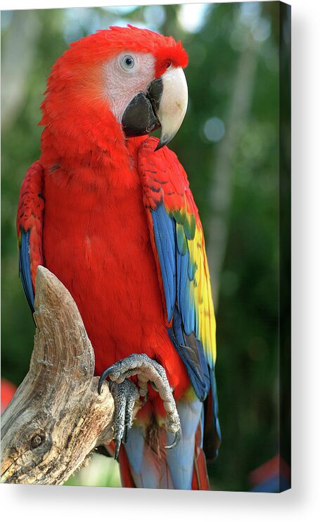 Scarlet Macaw Acrylic Print featuring the photograph Colors of the Rainbow by Melissa Southern
