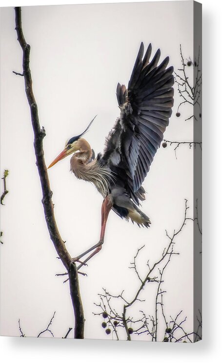 Bird Acrylic Print featuring the photograph Coming in for a Landing #2 by Robert J Wagner