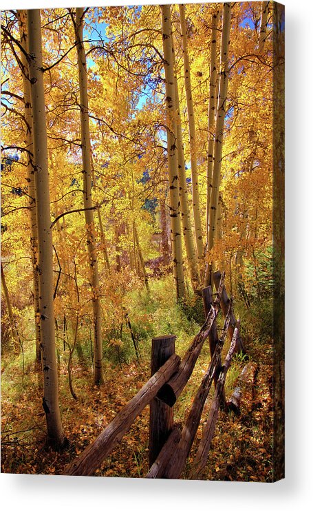Colorado Acrylic Print featuring the photograph Fall colors #1 by Bob Falcone