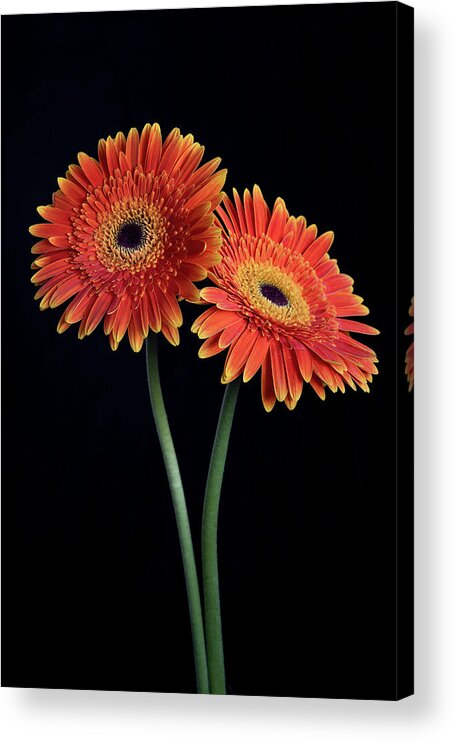 Daisies Acrylic Print featuring the photograph Fresh Daisy flower isolated on black background by Michalakis Ppalis