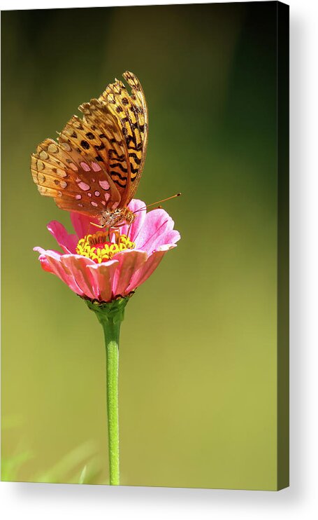 Fritillary Acrylic Print featuring the photograph Fritillary #1 by Brook Burling