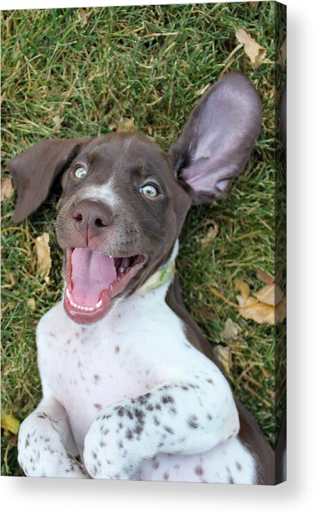 Gsp Acrylic Print featuring the photograph Happy Pup #1 by Brook Burling